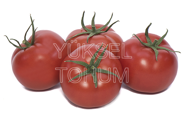 Alsancak FN F1 Domates Fidesi
