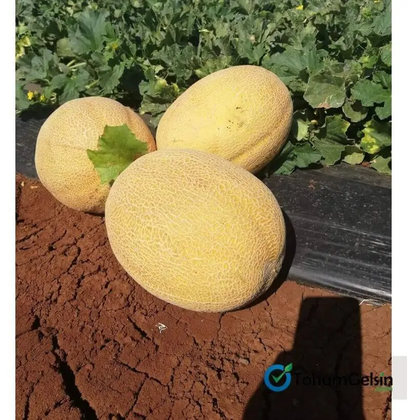 Duble F1 Kavun Fidesi