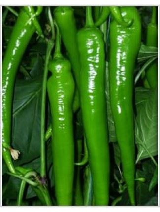 Bafra F1 Acı Sivri Biber Fidesi