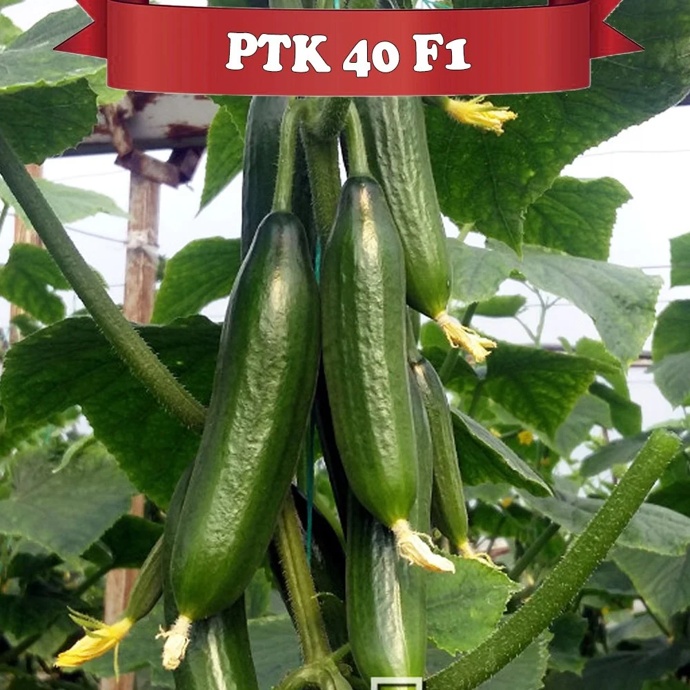 PTK 40 F1 Hıyar Fidesi